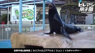 長野市城山動物園　【いきものAZ presents 第一回ヒレアシ甲子園】