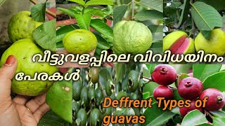 വിവിധ ഇനം പേരകൾ |Guava varieties|Exotic Fruits In My Home