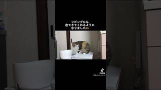 ゴミ箱の上にちょこんっ #くるみちゃん #子猫 #三毛猫 #ねこ #三毛猫子猫 #保護猫 #猫 #cat #catholic #catlover #shorts #tiktok