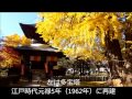 2013 鑁阿寺の大銀杏 黄葉