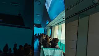 鳥羽水族館 2025.元日 ラッコ 13時30分の場所取りが11時で既に終了している😭