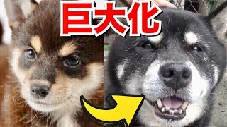 豆柴と言われて飼った柴犬が成犬になったら超巨大に成長したww