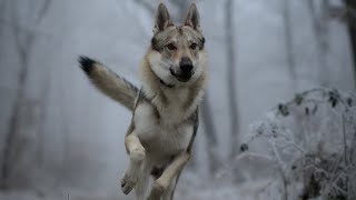 LUMIX S5ii | 4K | Wolves short film |