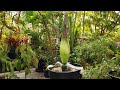 Corpse Plant Blooms at Barnard College