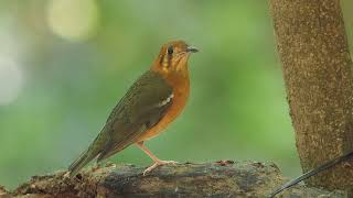 橙頭地鶇 (Orange-headed Thrush - Female) , Hong Kong 2023