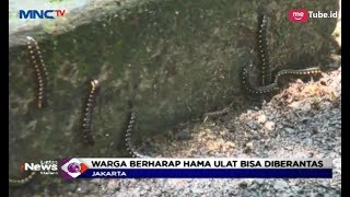 NGERI! Ribuan Hama Ulat Serang Permukiman Warga Pasar Minggu - LIM 20/02