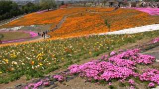 おおた芝桜まつり