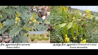 How to identify nilavarai? எது ஒரிஜினல் நில ஆவாரை???