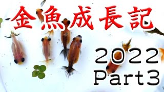 キャリコ頂天眼ができるのか！？【金魚】