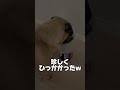 ご飯の時間なったら絶対1番遠くで待てしてるパグwww shorts short pug パグ dog 犬