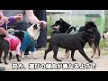 【感動の再会】母と息子 生まれて初めての再会 u0026親子の絆【旅する豆柴】※柴犬家族が1年8ヶ月ぶりに大集合（特別復刻版）