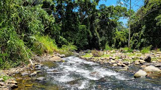 Soothing Gentle Water Stream - Nature Sounds in Lush Green Oasis for Relaxation and Peace