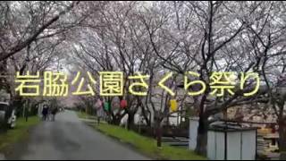 岩脇公園さくら祭り