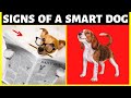 How Smart Is Your Dog | Here’s 10 Ways To Tell If Your Dog Is Really Smart