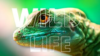 WILD LIFE, WILDLIFE COLLECTION