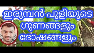 Benefits  and side effects of  Averrhoa Bilimbi/ഇരുമ്പൻ   പുളിയുടെ   ഗുണങ്ങളും ദോഷങ്ങളുംirumban puli