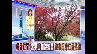 楓葉紅了！太平山如詩如畫  遊客漫步紅葉隧道