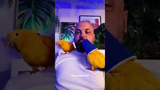 Funny parrot #parrot #viralvideo #sillybird #singing #funnyparrot #funny #parrotlove