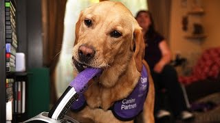 Super Dog Is Disabled Woman's Carer