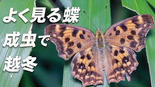 秋型の成虫はそのまま越冬して春まで生きる【キタテハ】