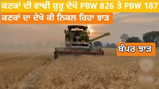 ਕਣਕਾਂ ਦੀ ਵਾਢੀ ਸ਼ੁਰੂ ਦੇਖੋ PBW 826 ਤੇ PBW 187 ਕਣਕਾਂ ਦਾ ਦੇਖੋ ਕੀ ਨਿਕਲ ਰਿਹਾ ਝਾੜ wheat farming yield