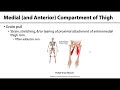 403 Lower Limb: Muscles of Thigh