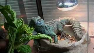 Uromastyx ornate philbyi トゲオアガマのおやつの時間