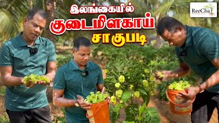 Capsicum Farming in Sri Lanka Vlog | Best Farm House in Sri Lanka | BK in Reecha