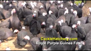 Royal Purple Guinea Fowl (Breeder Flock) | Cackle Hatchery