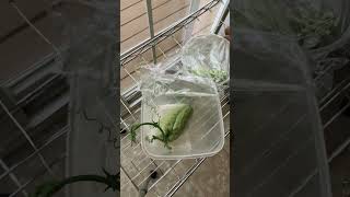 佛手瓜育苗 seed start chayote #gardening #chayote