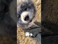 秋田犬長毛のカイあざとい顔