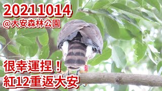 20211014 很幸運捏 紅12重返大安 @大安森林公園鳳頭蒼鷹