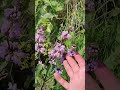 Зопник в цвету phlomis tuberosa чтобывыжить съедобные лепëшки