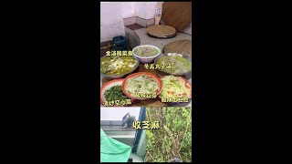 春耕秋收，忙忙碌碌，一日三餐，四方食事，不过一碗人间烟火，这是生活#农村美食 #新农人计划2024 #乡愁记忆 #秋收 #记录我的农村生活6