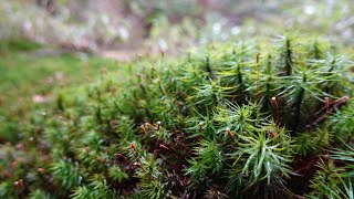 雨なので北八ヶ岳で苔祭り 白駒荘泊①