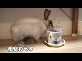 【ミニうさぎとチワワ】今日も仲良く【うさぎと犬】