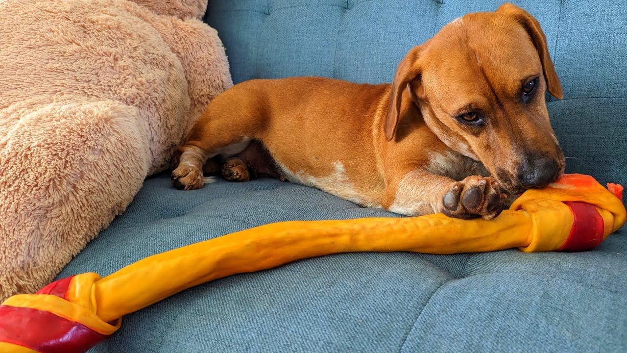 Dog Chewing Bone Asmr Youtube