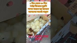 ৫০০ বয়লার বাচ্চা নিলাম আজকে ||#chickenfarming boylar murgi palon 2024