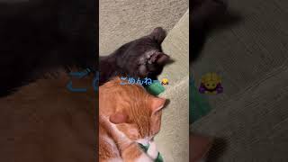 ちょっとしつこかったかな？ごめんね@ #かわいい猫 #ごめん寝#保護猫#shorts