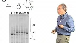 Strand exchange in homologous recombination - Jim Haber (Brandeis)