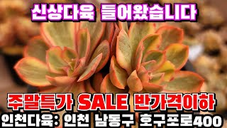 [인천다육]❤️주말특가 SALE 반가격이하💥가격인하로 엄청싸게 할인판매합니다 🏡 인천 남동구 호구포로400 ☎️ 010-5316-7402