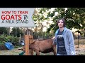 How To Train A Goat To A Milk Stand