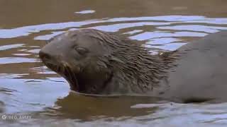 The most beautiful birth: A seal is born at its mother's bedside | Wildlife documentary