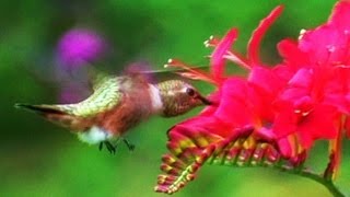 Rufous Humming Birds