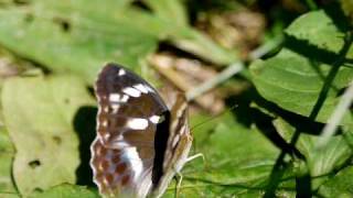 090823 群馬県嬬恋村　メスグロヒョウモン♀