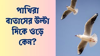 পাখিরা বাতাসের উল্টা দিকে ওড়ে কেন? || Why Do Birds Fly Against The Wind?