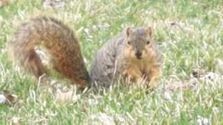 Sciurus Niger