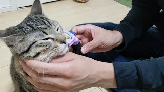 小型猫の短毛種にファーミネーターを使ったら…まさかの取れだかに ！？