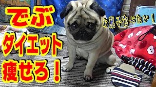 《超ブサかわパグ動画》 ダイエット中のパグに大好物のビスケットを上げてみた！　うちのパグ『おまめ日記』