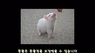 용인신촌중 북튜브 작품6 '선생님, 동물권리가 뭐예요?'